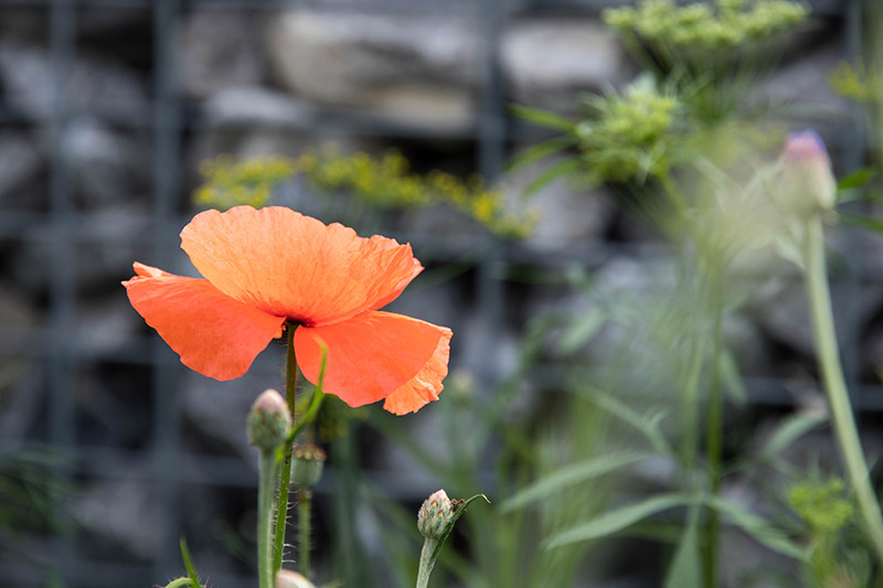 Jardin urbain : un coquelicot dans la ville ! Avril sur un fil