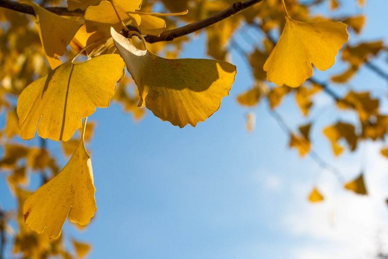 Admirer les feuilles de ginko au soleil, un de mes petits plaisirs d'automne ! Avril sur un fil