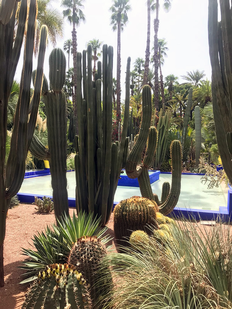 Villa Majorelle à Marrakech - Avril sur un fil